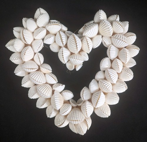Natural white seashell - white,