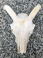  Sheep Skull taxidermy art