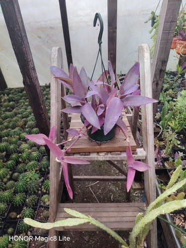 Tradescantia pallida - , in