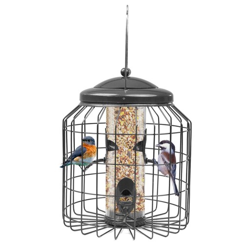 Squirrel proof hanging bird - proof,