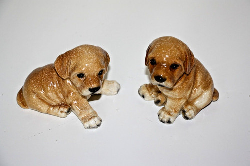 Pair labrador puppies - a,