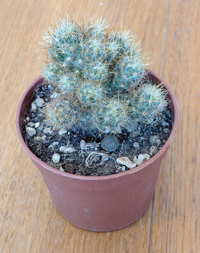 Mammillaria prolifera - ,