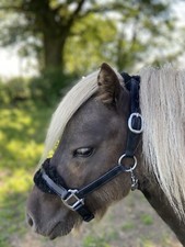 MINI SHETLAND HEAD COLLAR BLACK PADDED LEATHER /FLUFFY ADJUSTABLE *FREE POSTAGE*