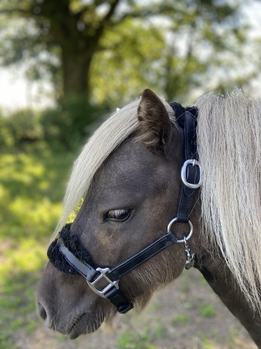 Mini shetland headcollar - mini-shetland,