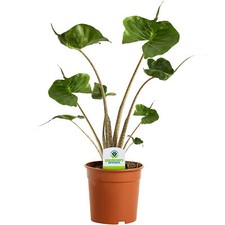 Alocasia stingray elephant ear - alocasia,
