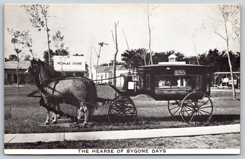 Horse drawn hearse - horse,