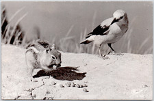 RPPC Nutcracker Bird And