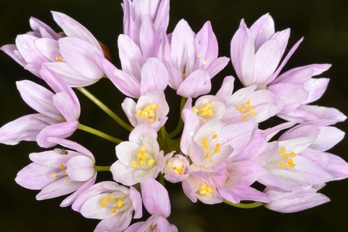 10x allium roseum bulbs rosy - 10x,