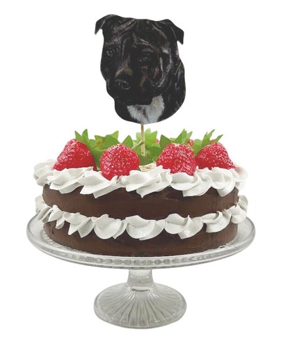 Staffordshire bull terrier - staffordshire,