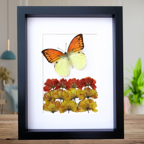 Dried flower art brimstone - flower, art,