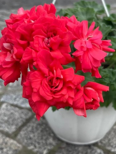 Pelargonium painting roses - painting,