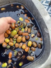 Sherwood Forest Acorns - Picked From Ancient Oaks