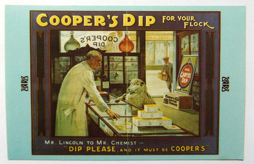 Cooper dip sheep - sheep, 1900's
