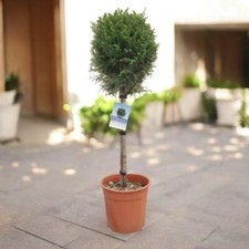 Leylandii cypress Patio Tree in 7L Pot - 1m Lollipop Stem Evergreen Conifer