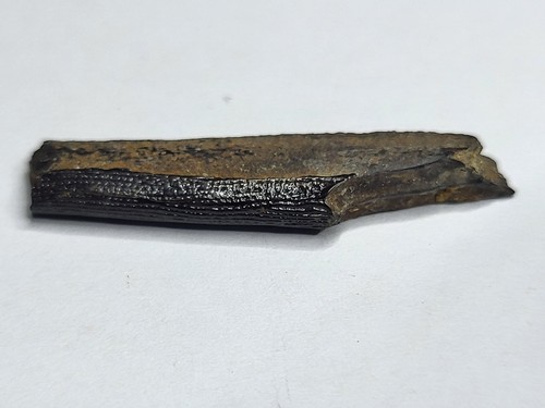 Rare fish jaw - v.rare, with