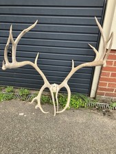 XL Deer / Stag Antlers 23