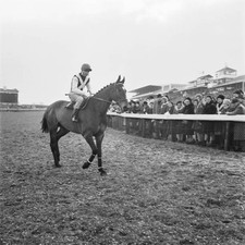 Racehorse Mill House during