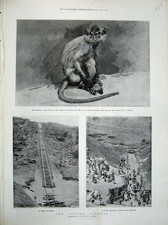 Old Antique Print 1900 Monkey