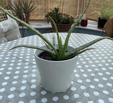 Aloe vera plant - aloe,