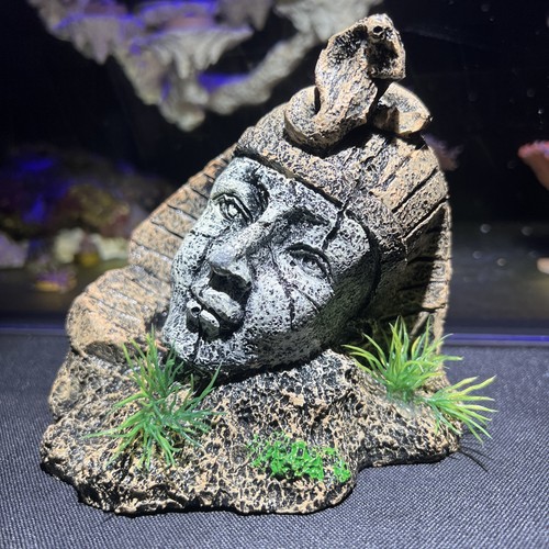 Aquarium egyptian pharaoh - aquarium,