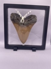 Mounted Replica Brown