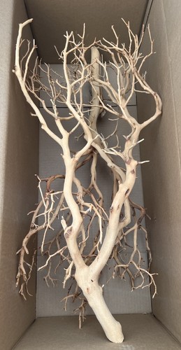 Set two tree - of,