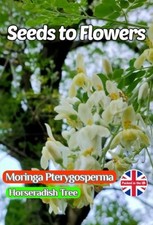 MORINGA PTERYGOSPERMA - HORSERADISH TREE - TROPICAL EXOTIC -  4 QUALITY SEEDS 