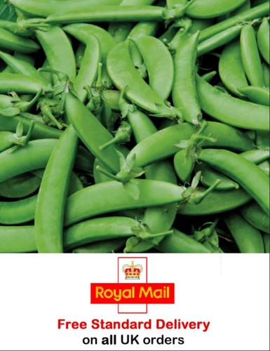 100 pea sugar snap - x, nairobi
