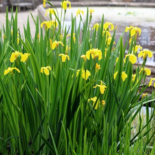 Yellow flag iris - iris, (iris)