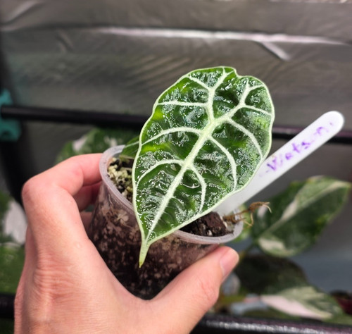 Alocasia watsoniana rare - watsoniana, –