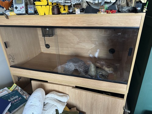 Bearded dragon vivarium - bearded,