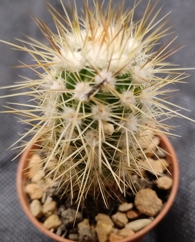 Cactus echinocereus pacificus - cactus,