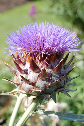 Cynara cardunculus cardoon - cardunculus-,
