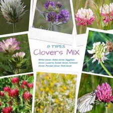 8 types of Clover Lawn Grass