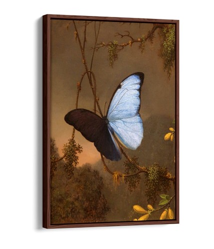 Blue morpho butterfly - morpho, painting