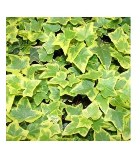 Trailing variegated ivy - , plants