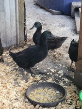 Cayuga duck hatching - hatching, pack