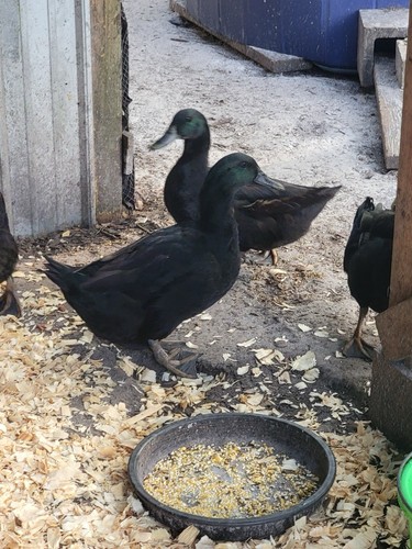 Cayuga duck hatching pack - duck, 6