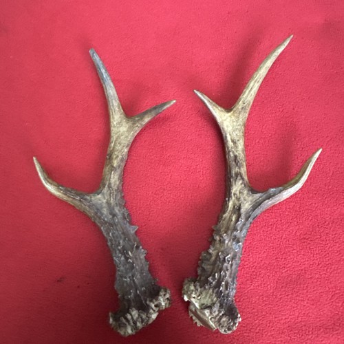 Pair roe deer antlers - deer,