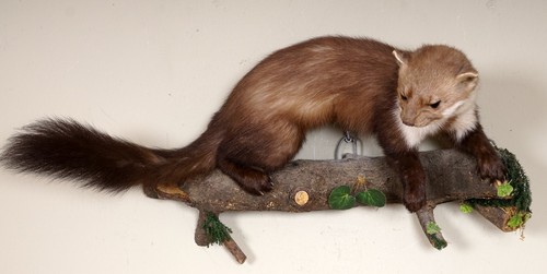 Beautiful stone marten beech - stone,