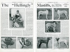 MASTIFF OUR DOGS 1931 HELLINGLY KENNEL 2 PAGE DOG BREED ADVERT PAGE PRINT b218