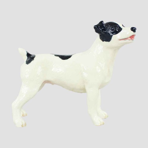 Jack russell - and, white)