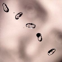 Sacd peter gabriel - by,