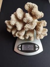 10 pieces of Dry Red And White Acropora Coral