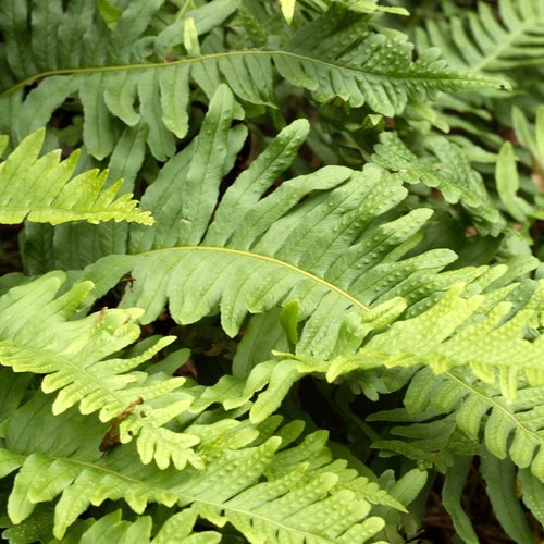 Polypodium vulgare common - polypodium,