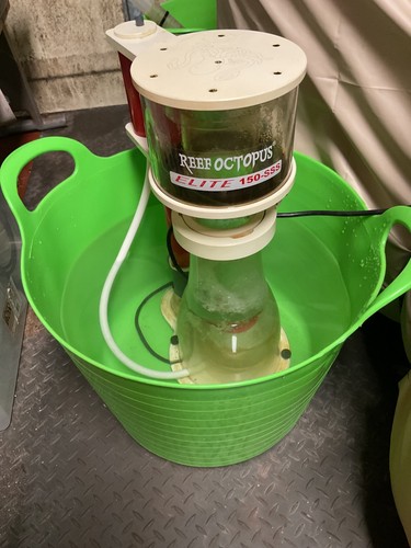 Reduced reef octopus - reduced,