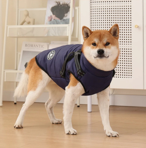 Furry king dog winter - furry,