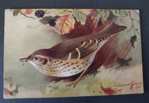 Bird postcard song thrush - postcard,,