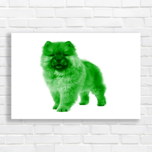 Adorable frontfacing chow - frontfacing,
