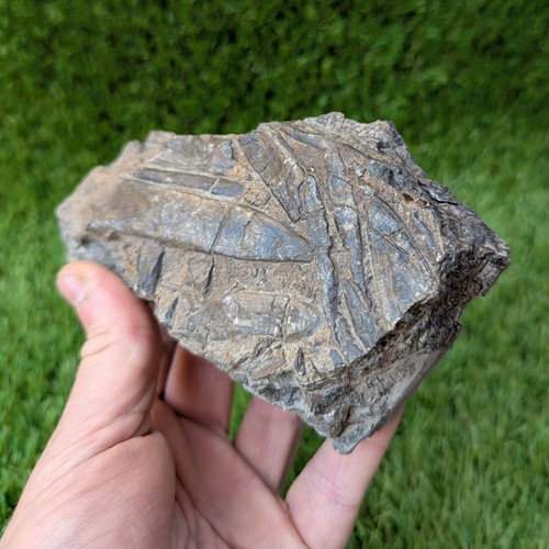 Belemnite battlefield/